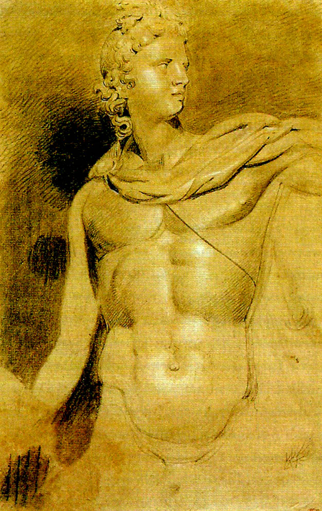 study of the head and torso of the apollo belvedere