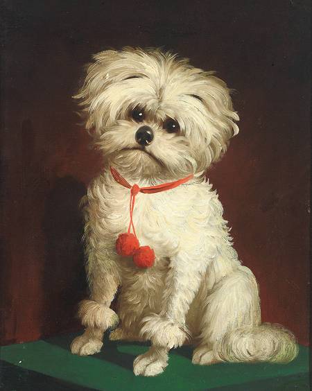 Portrait of a Maltese dog