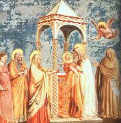 Giotto Scenes from the Life of the Virgin oil on canvas