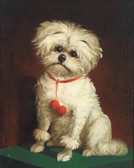 Anonymous Portrait of a Maltese dog china oil painting image