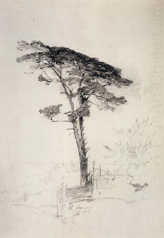 Pine Tree, A.K.Cabpacob
