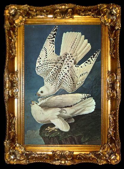 framed  John James Audubon White Gerfalcons, ta009-2