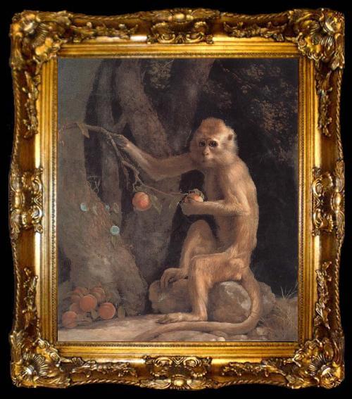 framed  George Stubbs Monkey, ta009-2
