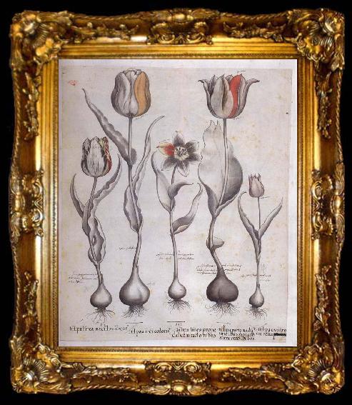 framed  Basilius Besler Drawing for the Hortus Eystettensis, ta009-2