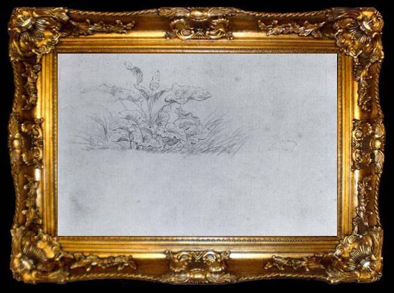 framed  Johann Wolfgang von Goethe Plant sketch, ta009-2