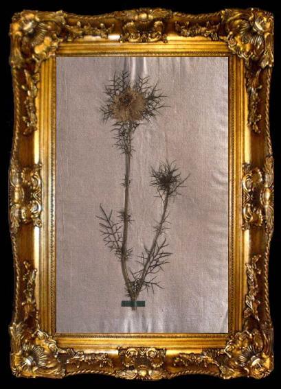 framed  Johann Wolfgang von Goethe Herbarium sheet, ta009-2