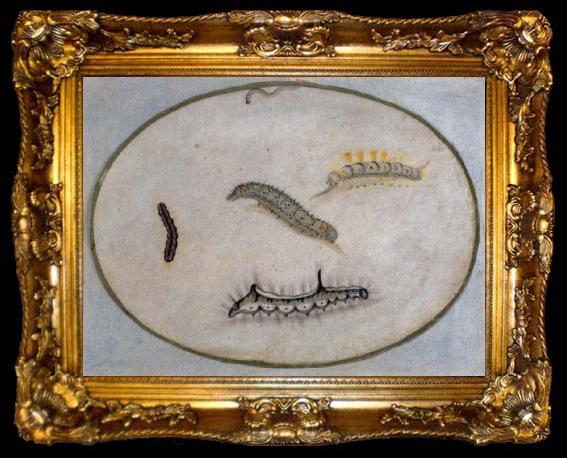 framed  Maria Sibylla Merian Caterpillars, ta009-2