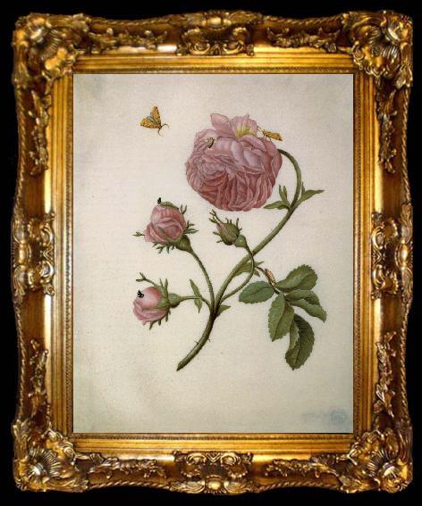 framed  Maria Sibylla Merian Bush Rose with Leafminer Moth,Larva,and Pupa, ta009-2