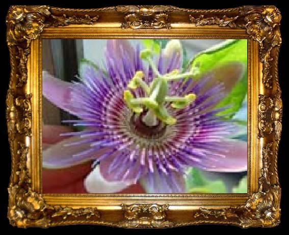 framed  unknow artist Realistic Orchid, ta009-2
