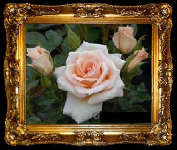 framed  unknow artist Realistic Pink Roses, ta009-2