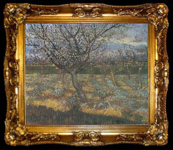 framed  Vincent Van Gogh Flowering orchard with apricot-trees, ta009-2