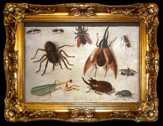 framed  Jan Van Kessel Spiders and insects, ta009-2