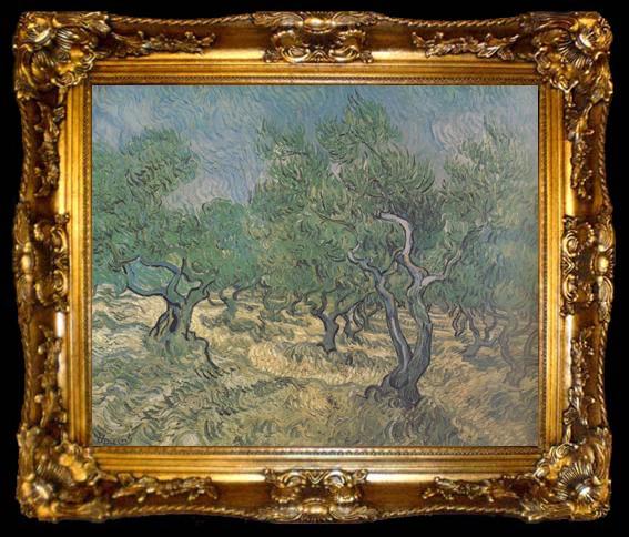framed  Vincent Van Gogh Olive Grove (nn04), ta009-2
