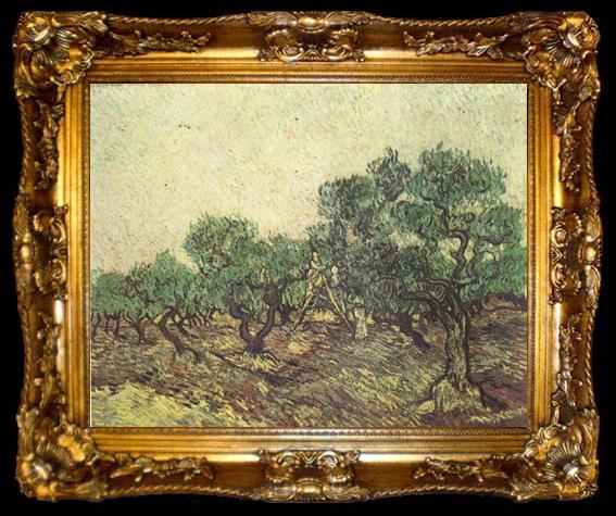 framed  Vincent Van Gogh Olive Picking (nn04), ta009-2