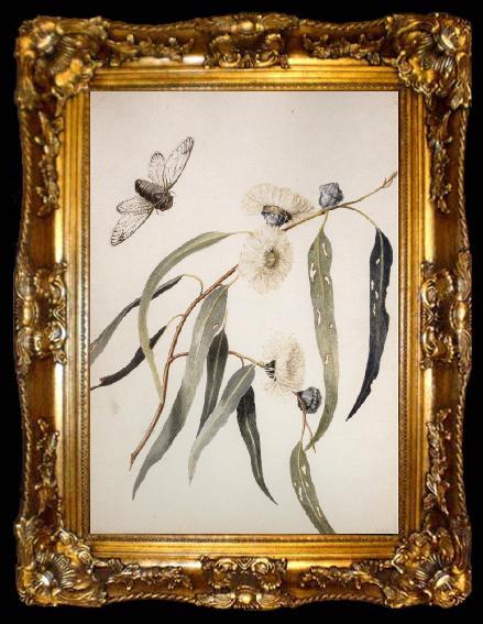 framed  Louisa Anne Meredith Study for gum flowers and Love, ta009-2